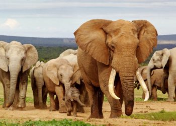 Cazadores furtivos asesinaron a al menos 19 elefantes en Etiopía en los últimos seis meses