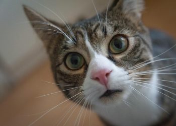 Feliz Día Internacional del Gato