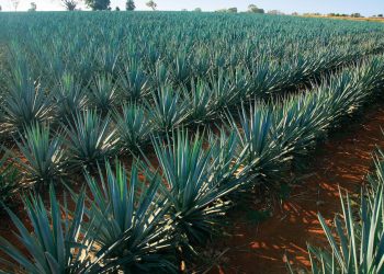 La industria del tequila reportó crecimiento en producción y ventas