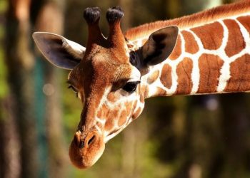 Hasta el 48% de las especies terrestres podrían extinguirse por el cambio climático