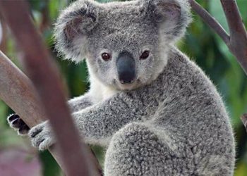 Declaran al Koala, funcionalmente extinto
