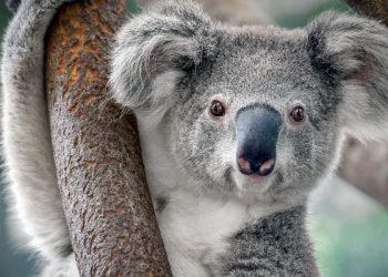 Koalas en Australia son declarados en peligro