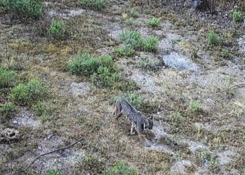 Captan a lince deambulando en el Desierto de los Leones