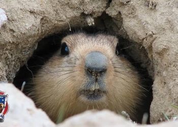 La marmota Phil pronostica otras seis semanas de invierno en EU