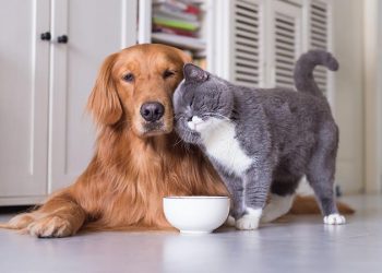 Las mascotas mejoran la salud cognitiva de las personas