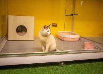 Inauguran hotel para mascotas en Bangladesh