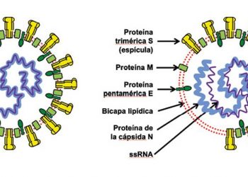 Membrana del virus SARS-CoV-2 estalla con algunos enjuagues bucales