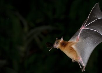 ¿Eres amante de los murciélagos? Realizarán la noche de los murciélagos