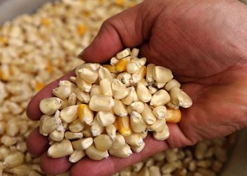 Precios internacionales de los granos han afectado los productos nacionales