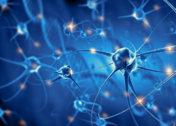 Hallan un mecanismo que promueve la creación de nuevas neuronas