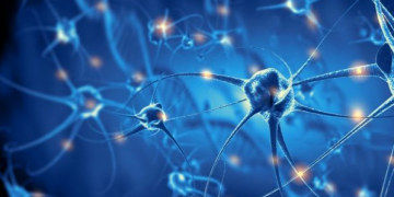 Hallan un mecanismo que promueve la creación de nuevas neuronas