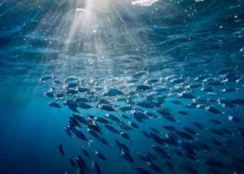 Greenpeace pide a México postura “ambiciosa” en Tratado Global de Océanos