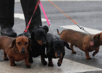 Alertan sobre la contaminación provocada por las heces de perro