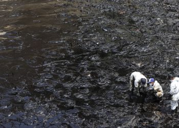 Estimamos que 300 aves de diferentes especies resultaron afectadas por el derrame: Orozco