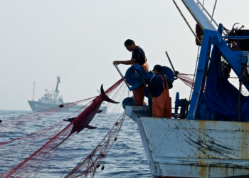 Autoridades hacen caso omiso a la pesca ilegal en México