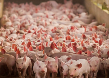 Lanzan Instituto Mexicano de la Porcicultura