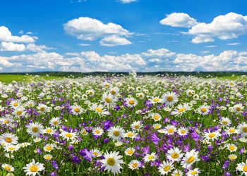 La escasez de lluvias hace avanzar la primavera en el hemisferio norte