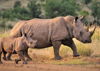 Caza furtiva de rinocerontes aumentó en Sudáfrica durante 2021