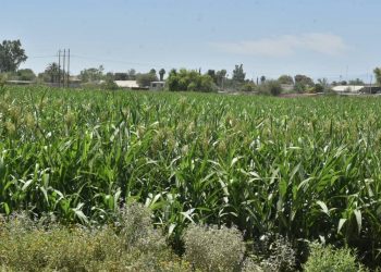 Destaca SADER el trabajo de ingenieros agrónomos parasitólogos para potenciar el campo mexicano