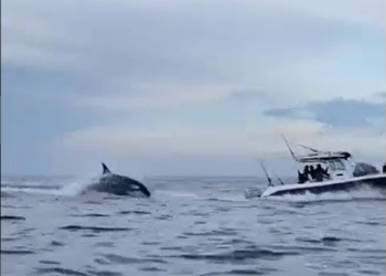 Orca persigue a turistas en Sinaloa, aquí las imágenes