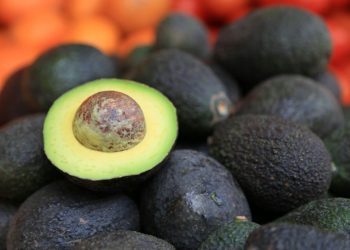 México inicia trabajos para exportar aguacate de Jalisco a EU