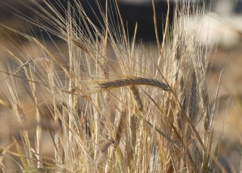 Ucrania advierte que la guerra causará una crisis alimentaria mundial