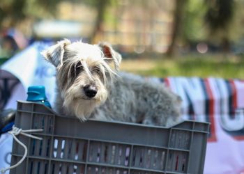 Se inicia construcción del hotel para perros y gatos abandonados en la Alcaldía Cuauhtémoc