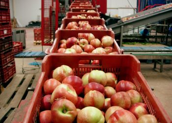 FAO: Latinoamérica puede consolidarse como primer exportador neto de alimentos