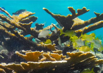 Arrecifes de coral en el Caribe llevan calentándose al menos un siglo