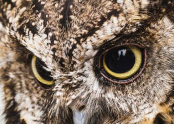 Descubren en China el fósil de búho diurno más antiguo hasta la fecha