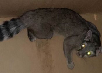 Rescatan a cacomixtle en casa de BJ