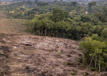 Temperatura global sería un grado más alta sin bosques tropicales