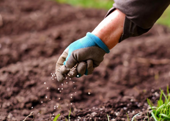 Amenaza conflicto Rusia-Ucrania producción nacional de alimentos por costo de fertilizantes