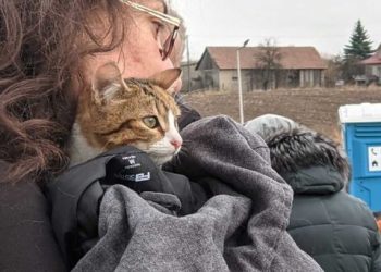 VIDEO: Mascotas, las otras víctimas de la guerra en Ucrania