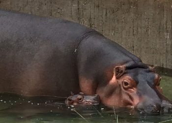 Declaran al hipopótamo como especie invasora en Colombia