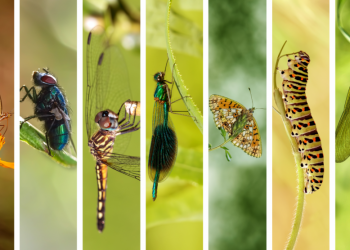 Innovaciones técnicas favorecen la protección de los insectos, según estudio