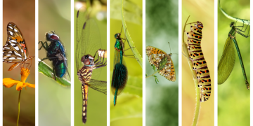 Innovaciones técnicas favorecen la protección de los insectos, según estudio