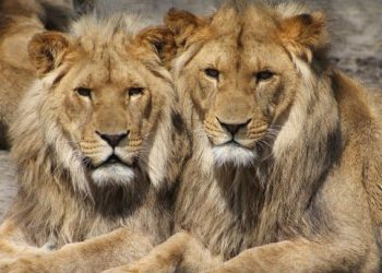 Oxitocina vuelve a los leones más tolerantes, excepto cuando hay comida