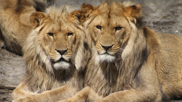 Oxitocina vuelve a los leones más tolerantes, excepto cuando hay comida -  Enfoque Noticias