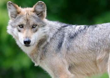 Mueren dos ejemplares de lobo mexicano en el Zoológico de Chapultepec