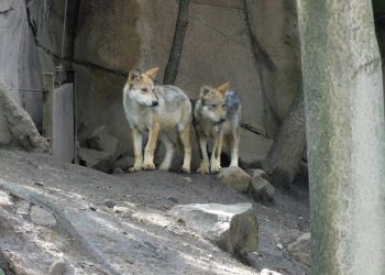 Profepa realiza operativo en Chapultepec, 5 días después de la muerte de dos lobos