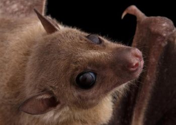 Redescubren especie de murciélago perdida desde hace 40 años