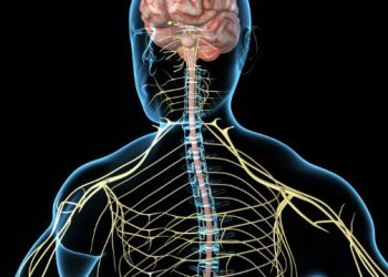 Identifican mecanismo genético que ayuda a la formación y reparación de nervios