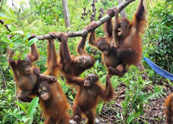 Orangutanes adaptan su vocabulario al entorno social, como los humanos