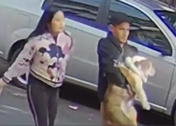 A raíz de la pandemia el robo de perros aumento 125% en la #CDMX: Larios