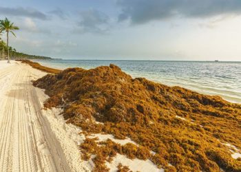 Sargazo amenaza vacaciones de Semana Santa en Quintana Roo