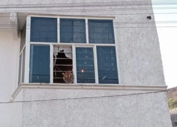 Profepa asegura tigre en el Edomex