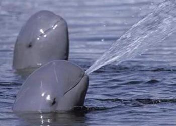 Avanza México en protección de la vaquita marina y la tototaba