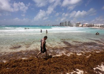 Quintana Roo registra primeros recales masivos de sargazo