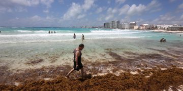 Quintana Roo registra primeros recales masivos de sargazo